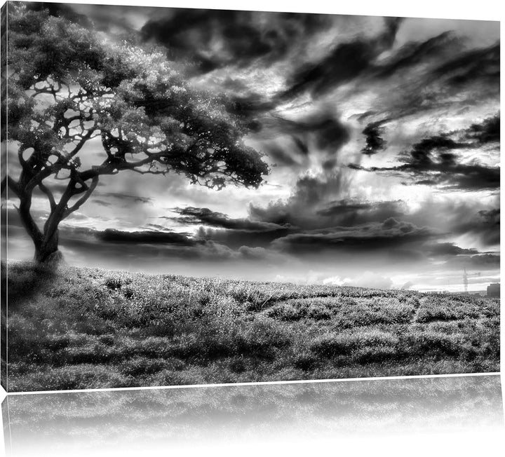 Pixxprint Einsamer Baum schwarz weiss als Leinwandbild/Grösse: 100x70 / Wandbild/Kunstdruck/fertig b