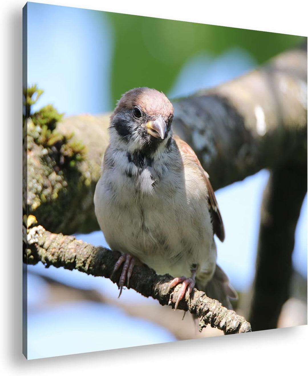 deyoli neugieriger Vogel Format: 70x70 als Leinwandbild, Motiv fertig gerahmt auf Echtholzrahmen, Ho