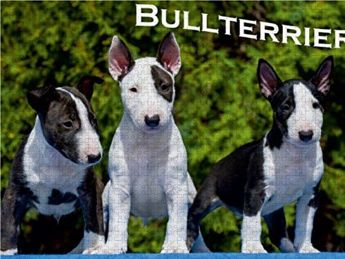 CALVENDO Puzzle Bullterrier 1000 Teile Lege-Grösse 64 x 48 cm Foto-Puzzle Bild von Sista-Tierfoto, 1