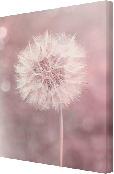 Bilderwelten Leinwandbild Pusteblume Bokeh rosa 40 x 30cm Recycled Canvas 40cm x 30cm - Recycled Can