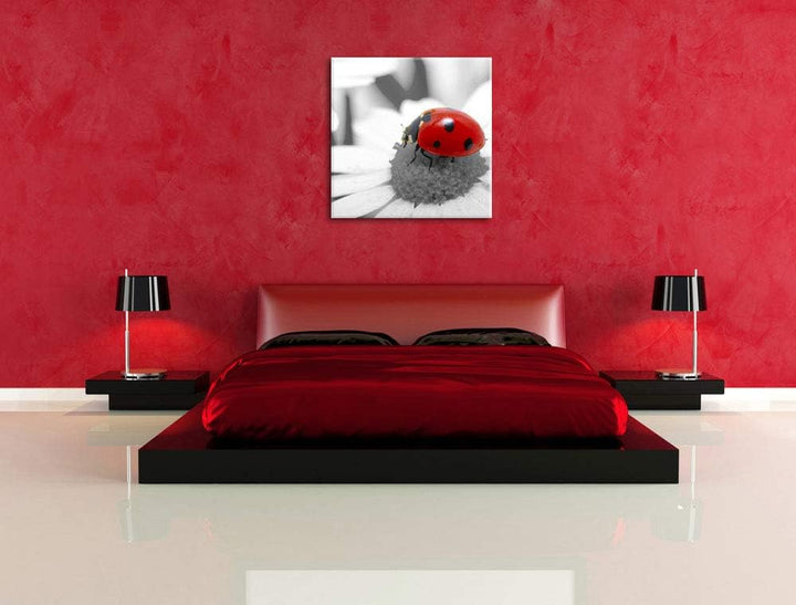 Pixxprint süsser Marienkäfer auf Gänseblume schwarz/weiss, Format: 70x70 auf Leinwand, 70x70