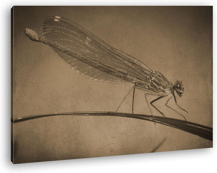 deyoli exotische Libelle Format: 80x60 Effekt: Sepia als Leinwand, Motiv fertig gerahmt auf Echtholz