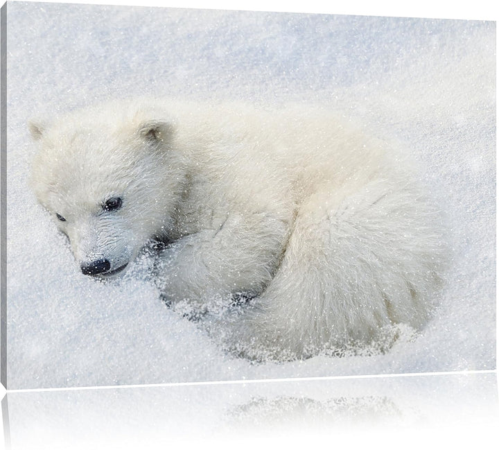 Pixxprint Süsser junger Eisbär im Schnee, Format: 100x70 auf Leinwand, 100x70