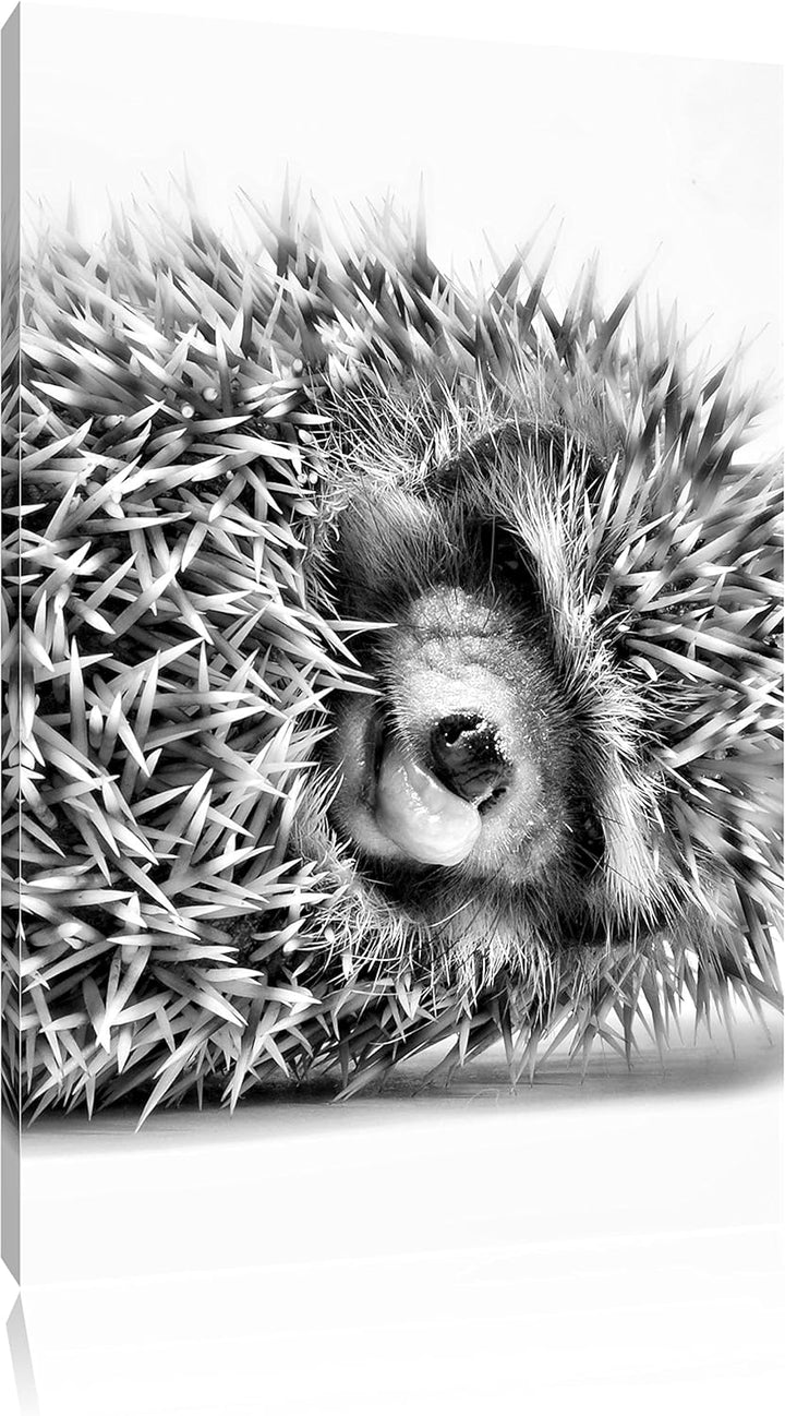 Pixxprint kleines niedliches Igel Baby als Leinwandbild/Grösse: 100x70 cm/Wandbild/Kunstdruck/fertig