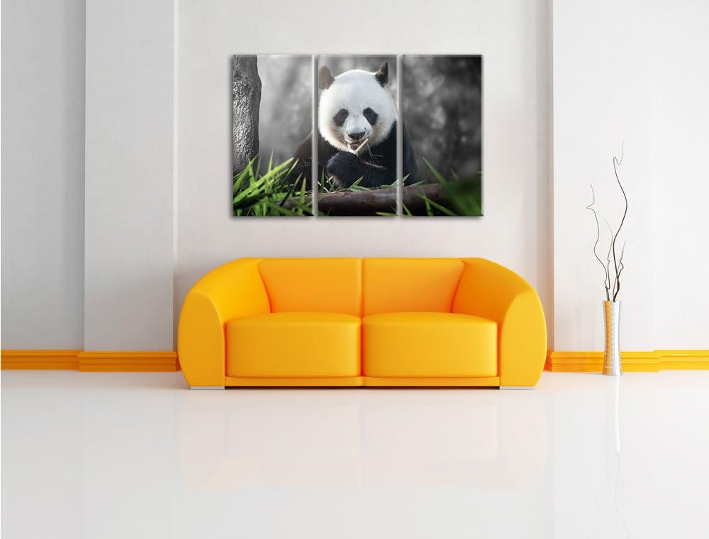 Pixxprint Niedlicher Panda isst Bambus B&W Detail 3-Teiler Leinwandbild 120x80 Bild auf Leinwand