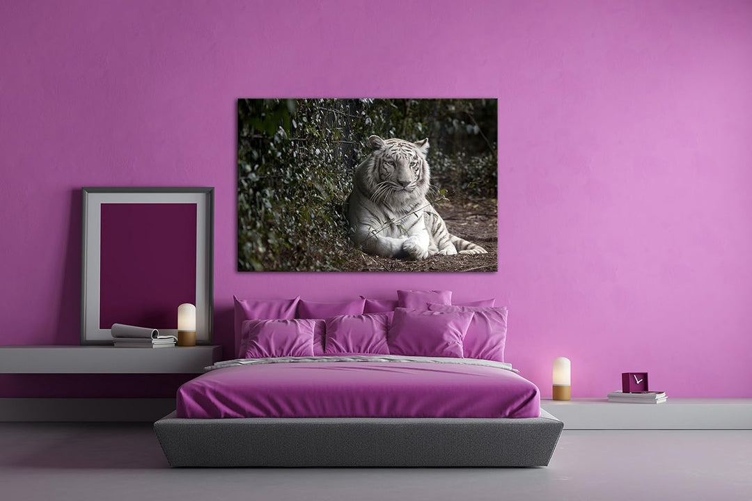 deyoli anmutiger weisser Tiger Format: 80x60 als Leinwandbild, Motiv fertig gerahmt auf Echtholzrahm