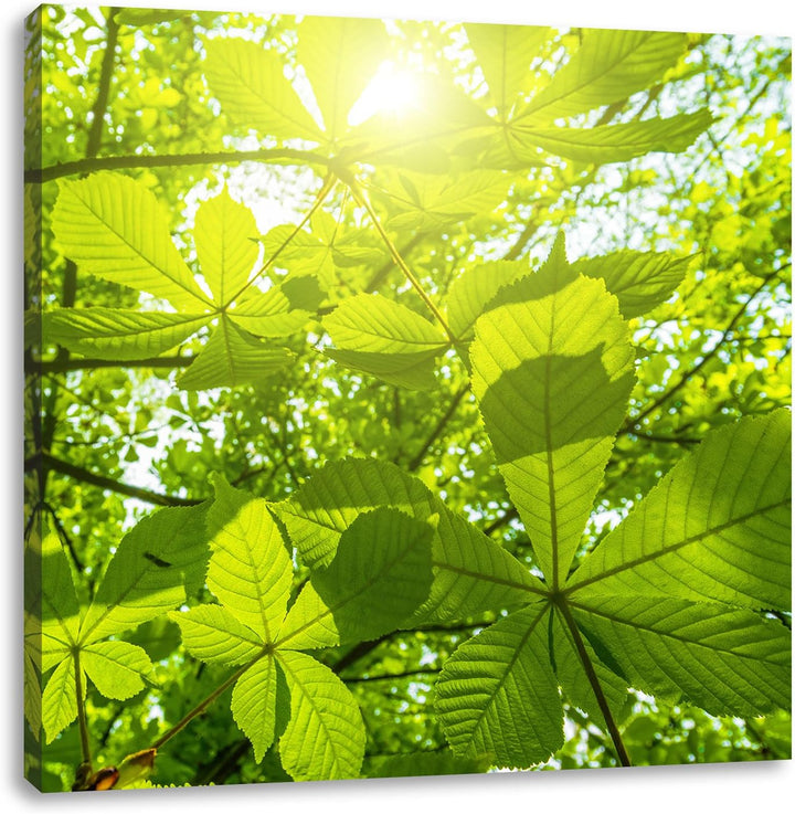 Pixxprint Grüne Blätter, Format: 70x70 auf Leinwand, XXL riesige Bilder fertig gerahmt mit Keilrahme