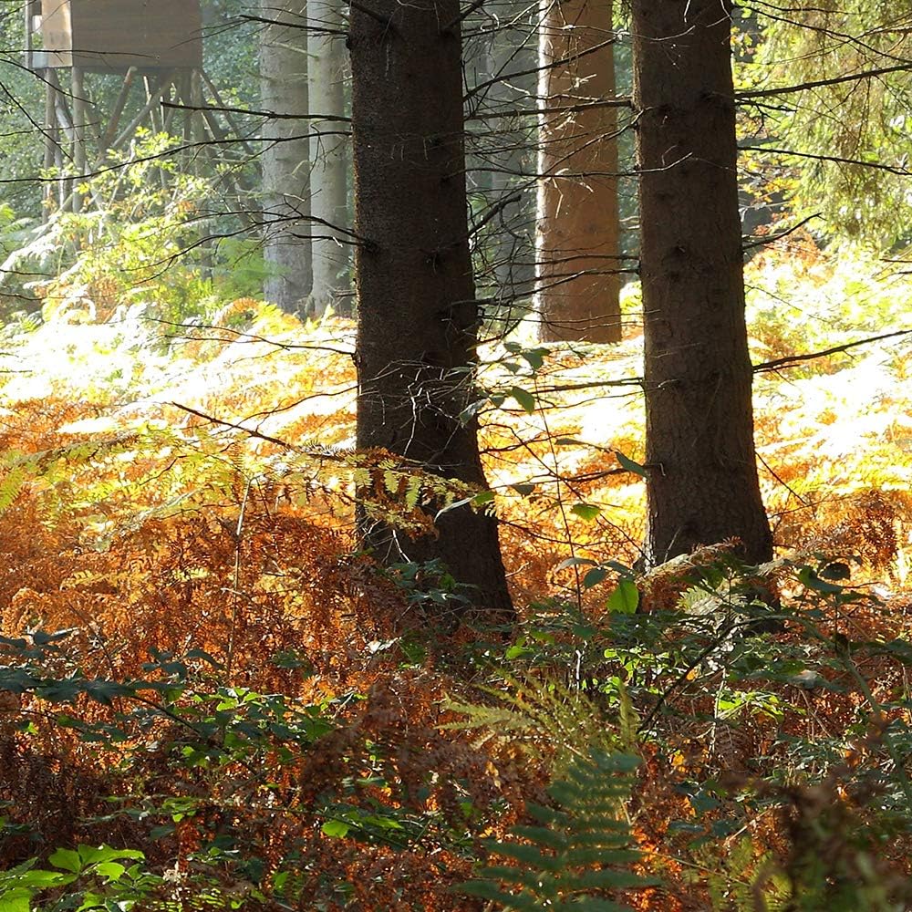 Feeby Wandbild XXL 5 Teilig Natur Leinwandbild Wald Bäume Landschaft bunt 300x140 cm Leinwandbild 30