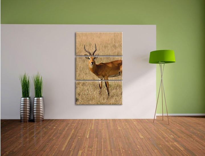 Pixxprint Dorkasgazelle im trockenen Gras als Leinwandbild/Grösse: 3 Teilig (120x80) cm/Wandbild/Kun