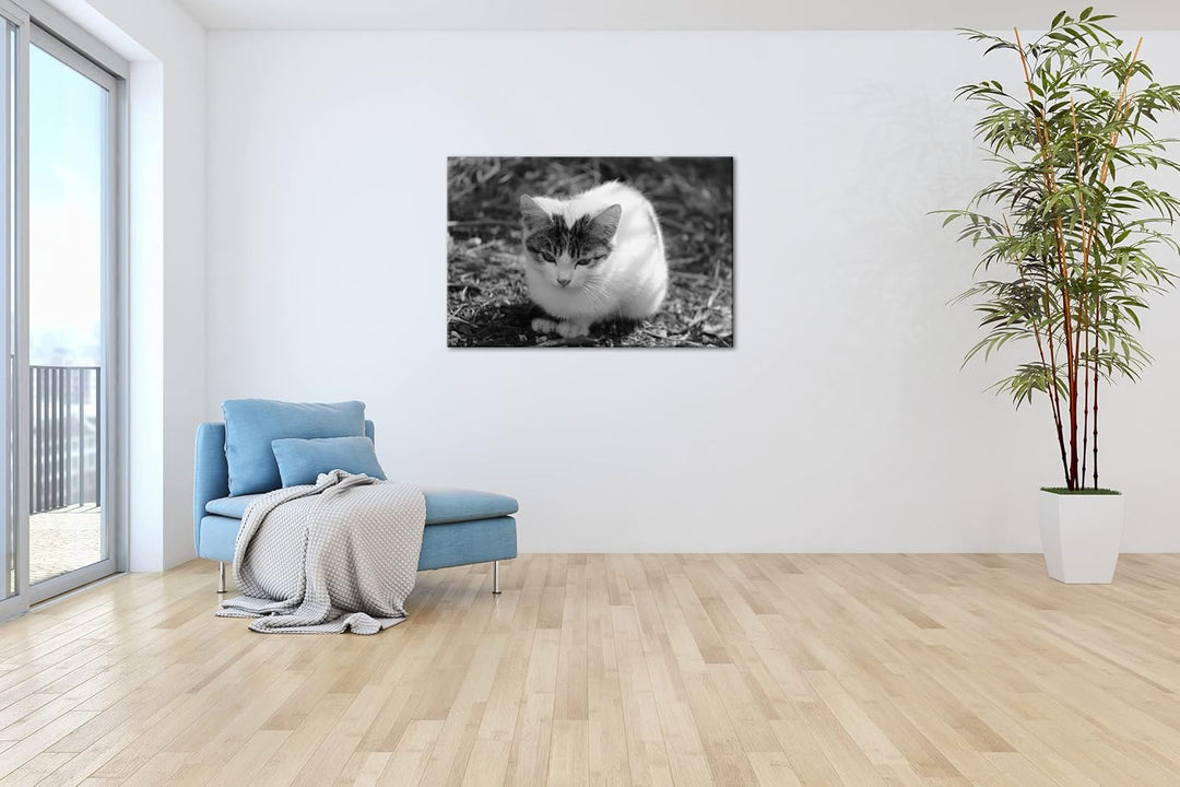 deyoli niedliches Kätzchen Effekt: Schwarz&Weiss Format: 80x60 als Leinwandbild, Motiv fertig gerahm