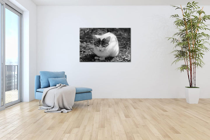 deyoli niedliches Kätzchen Effekt: Schwarz&Weiss Format: 80x60 als Leinwandbild, Motiv fertig gerahm