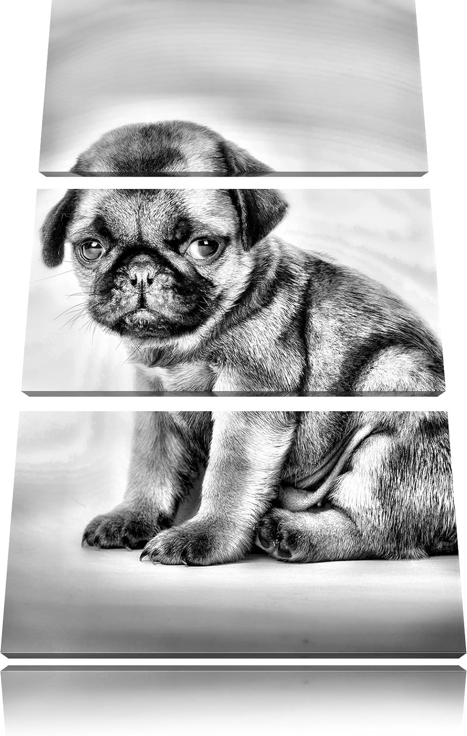 Pixxprint Monocrome, Kleiner Hundewelpe Mops als Leinwandbild 3 teilig/Grösse: 3 Teilig (120x80) / W