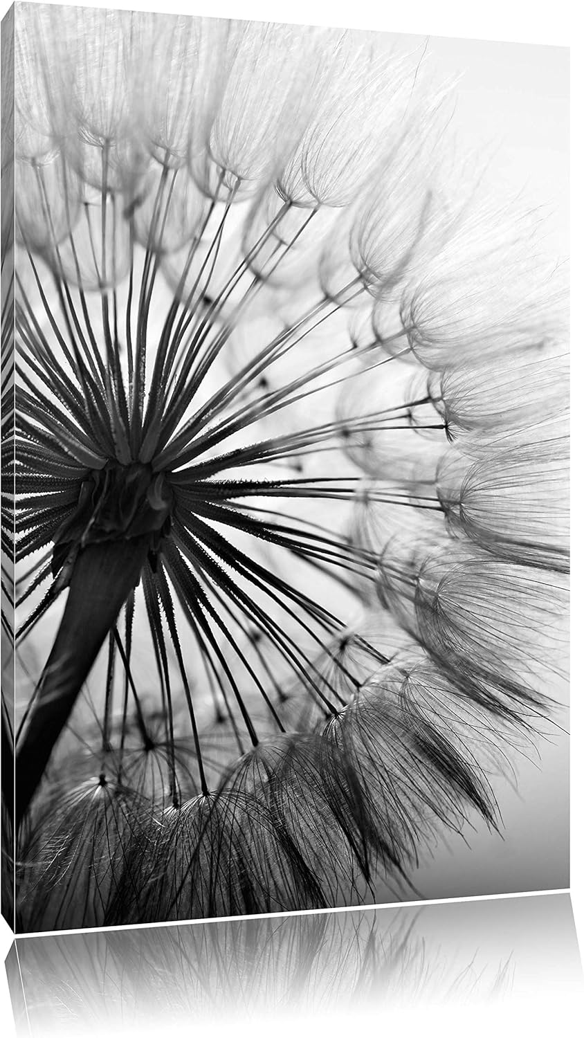 Pixxprint Schöne Pusteblume Schwarz/Weiss, Format: 100x70 auf Leinwand, 100x70
