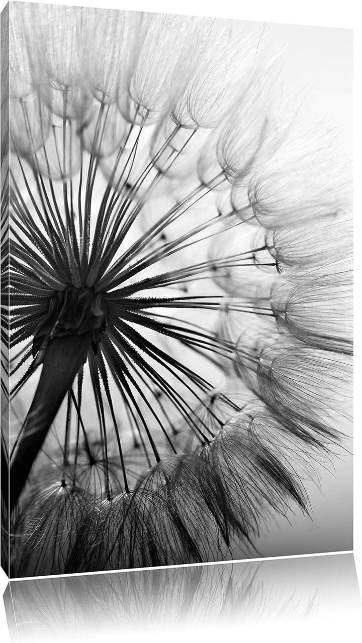 Pixxprint Schöne Pusteblume Schwarz/Weiss, Format: 100x70 auf Leinwand, 100x70