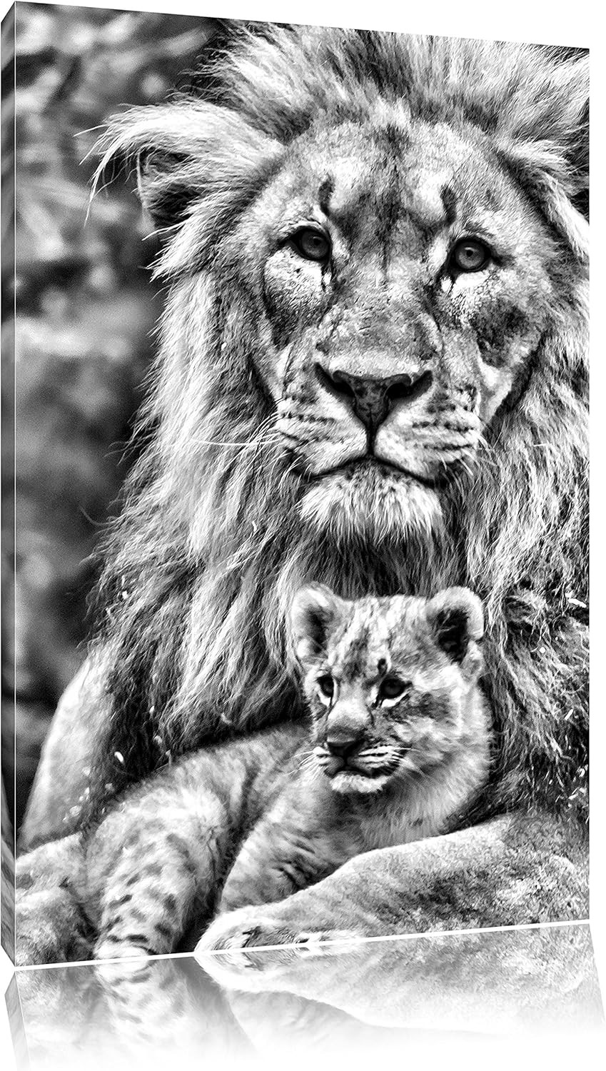 Pixxprint Löwe kuschelt mit Jungtier/Format: 100x70cm / Leinwandbild fertig bespannt Wandbild Kunstd
