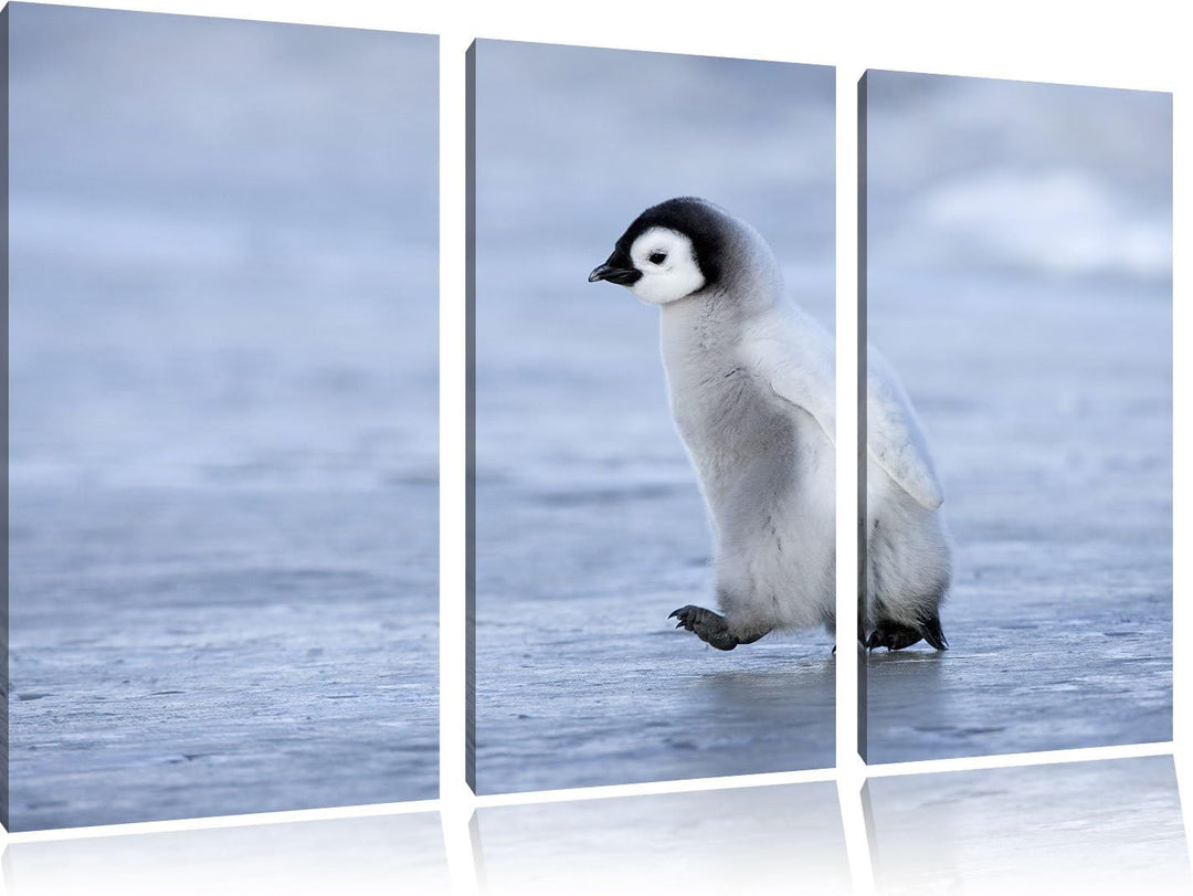 Pixxprint Niedliches Kaiserpinguinkücken als Leinwandbild/Grösse: 3 Teilig (120x80) cm/Wandbild/Kuns
