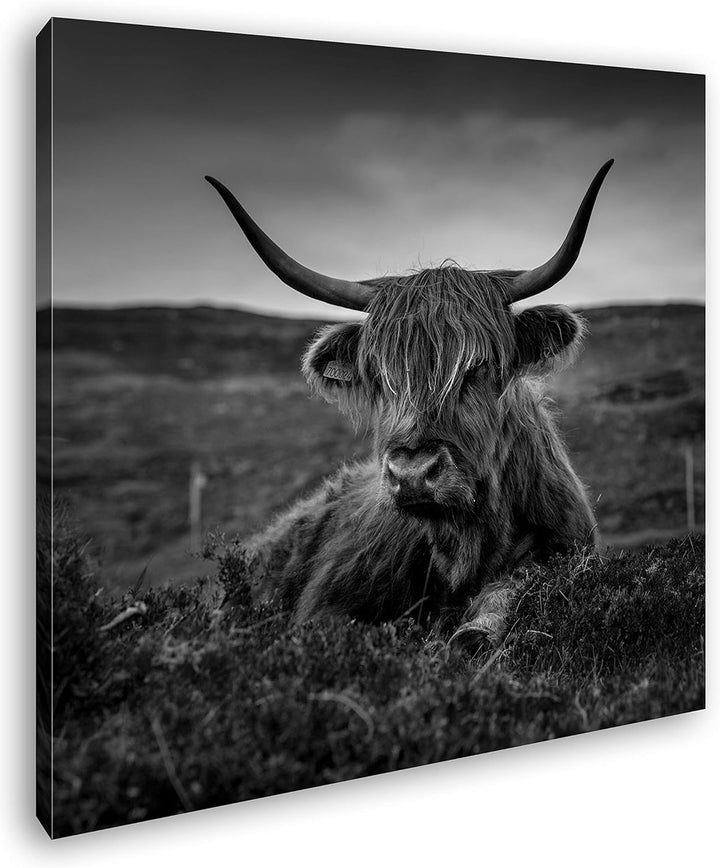 deyoli pelziges Rind auf schottischer Landschaft im Format: 60x60 Effekt: Schwarz&Weiss als Leinwand