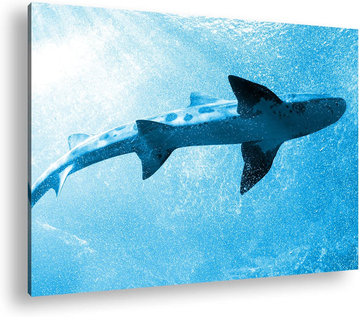 deyoli grosser Hai im Aquarium Format 80x60 Effekt: Monocrome Blau als Leinwandbild, Motiv fertig ge