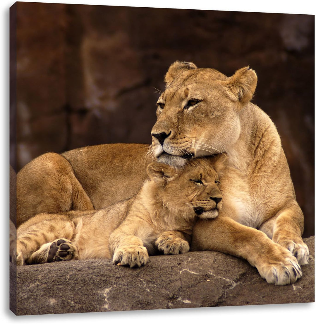 Pixxprint Löwe mit Löwenjungen als Leinwandbild Quadratisch/Grösse: 70x70 / Wandbild/Kunstdruck/fert
