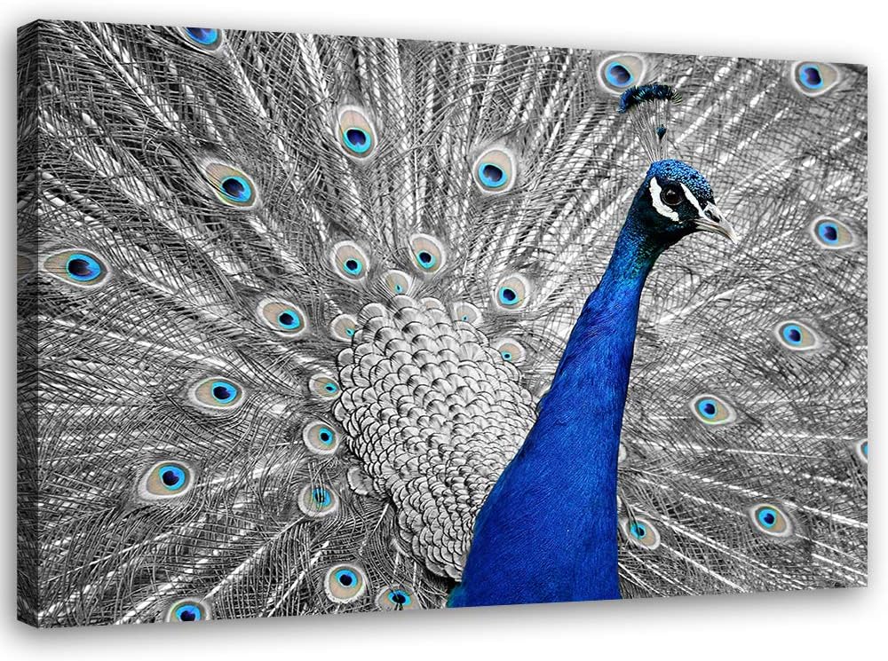 Feeby Bild auf Leinwand Pfau Kunstdruck modern Vogel Blau 90x60 cm M14236 90x60 cm, M14236 90x60 cm