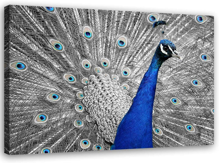 Feeby Bild auf Leinwand Pfau Kunstdruck modern Vogel Blau 90x60 cm M14236 90x60 cm, M14236 90x60 cm