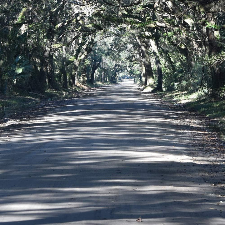 Feeby Leinwandbild 5 Teilig Landschaft Bild Wanddeko Weg Allee Wald Bäume grün 200x100 cm Leinwandbi