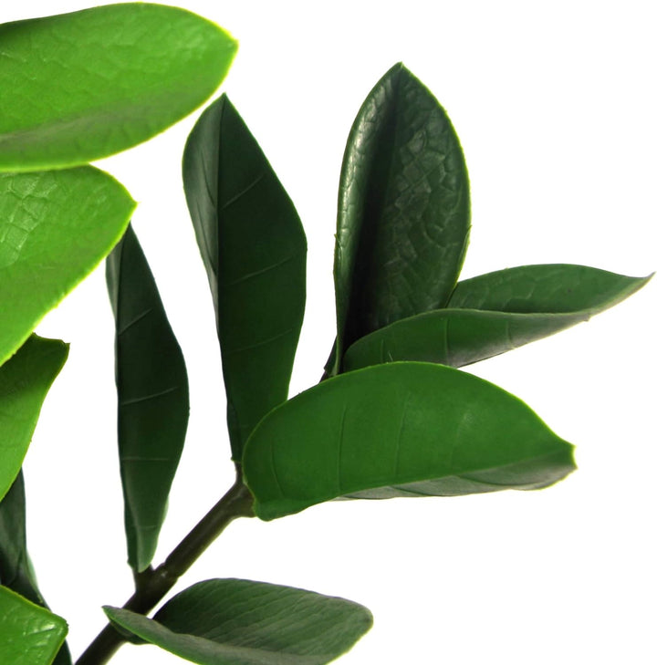 Leaf Large Foliage Plant Design UK Kunstpflanze mit Topf, realistisch, Plastik, Zanzibar Gem, 75 cm