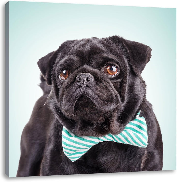 Lustiger Mops mit Fliege, Format: 70x70 auf Leinwand, XXL riesige Bilder fertig gerahmt mit Keilrahm