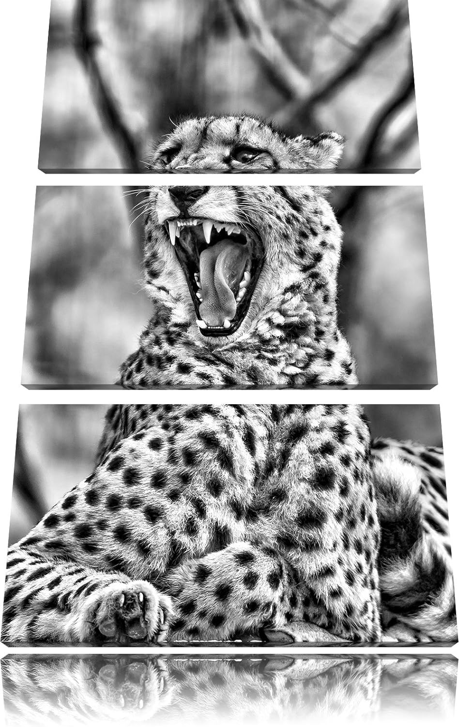 Pixxprint Gepard gähnt als Leinwandbild/Grösse: 3 Teilig (120x80) cm/Wandbild/Kunstdruck/fertig besp