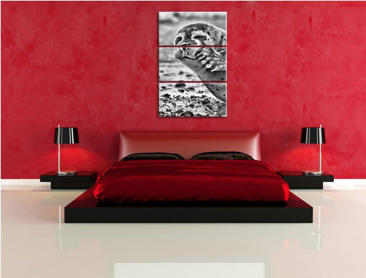 Pixxprint süsse Robbe beim Putzen als Leinwandbild/Grösse: 3 Teilig (120x80) cm/Wandbild/Kunstdruck/