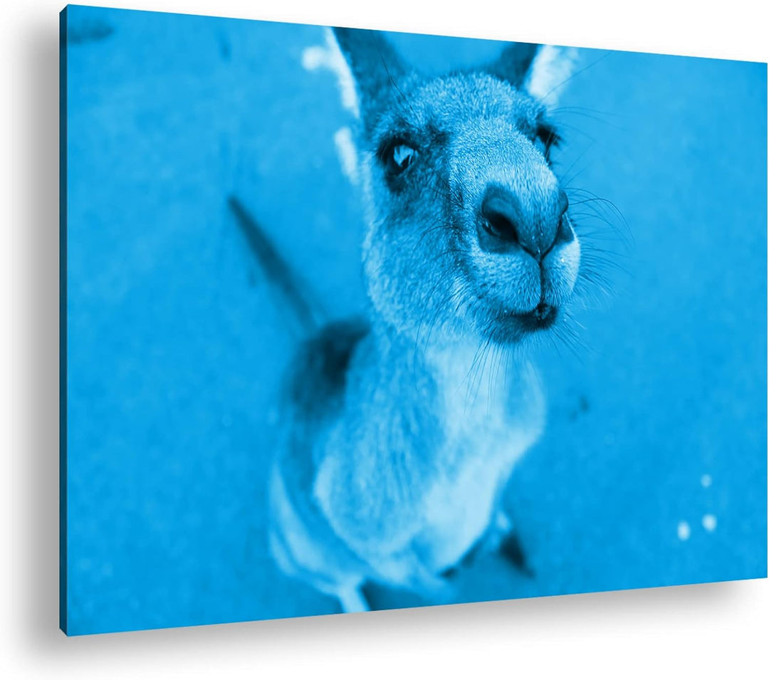 deyoli niedliches Känguru Format 80x60 Effekt: Monocrome Blau als Leinwandbild, Motiv fertig gerahmt