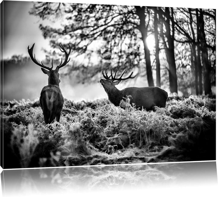 Pixxprint Hirsch Rivalen kämpfen als Leinwandbild/Grösse: 100x70 cm/Wandbild/Kunstdruck/fertig bespa