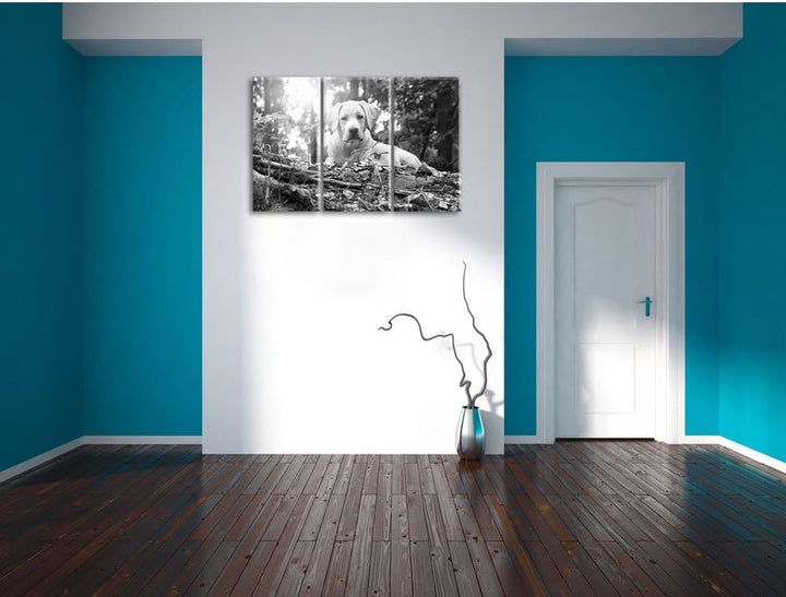 Pixxprint Hund im Wald bei Sonneuntergang als Leinwandbild/Grösse: 3 Teilig (120x80 cm) cm/Wandbild/