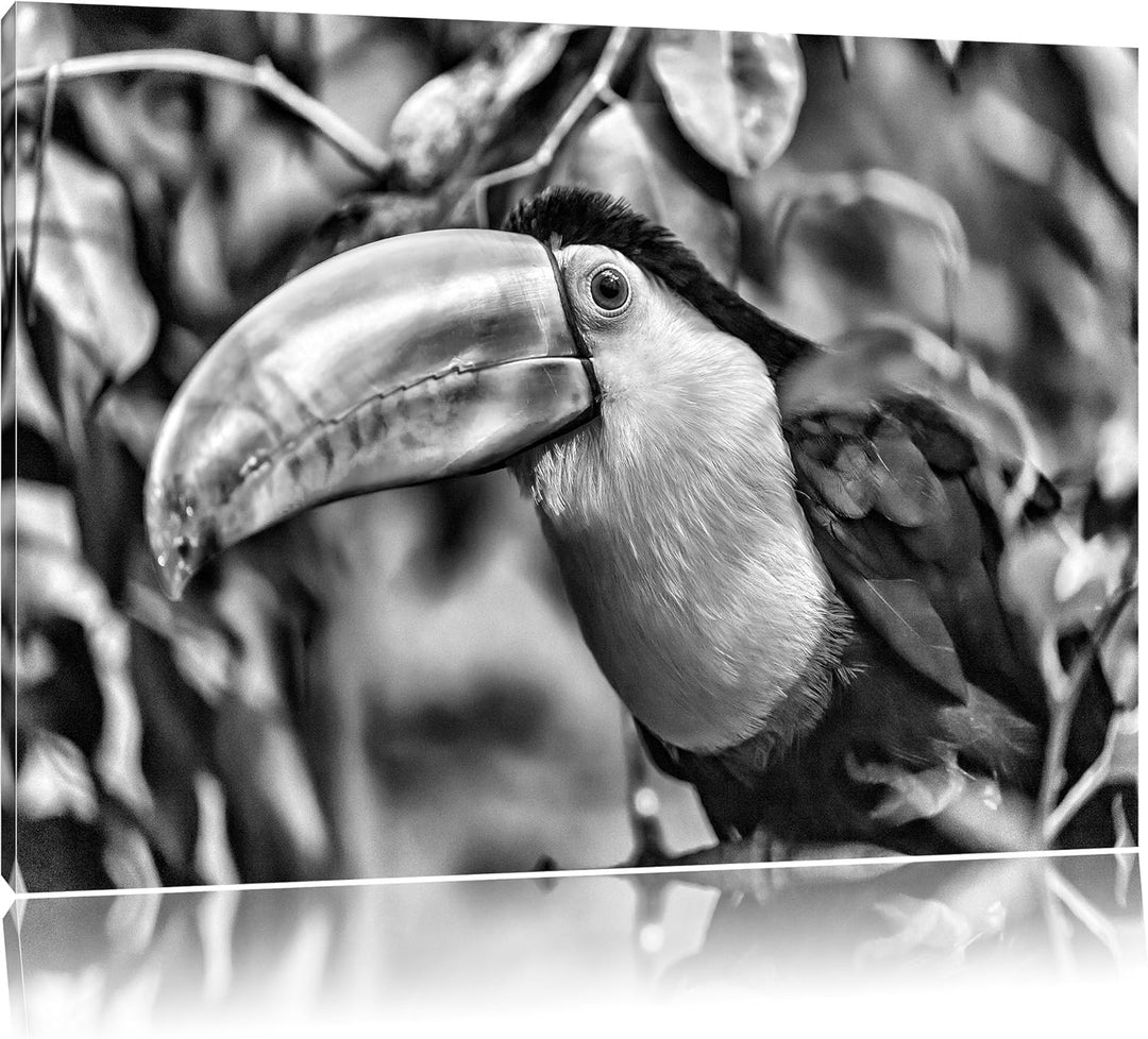 Pixxprint farbenfroher Fischertukan als Leinwandbild/Grösse: 100x70 / Wandbild/Kunstdruck/fertig bes
