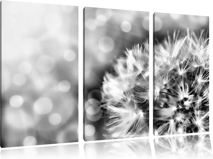 Pixxprint Monocrome, Zauberhafte Pusteblume 3-Teiler Leinwandbild 120x80 Bild auf Leinwand
