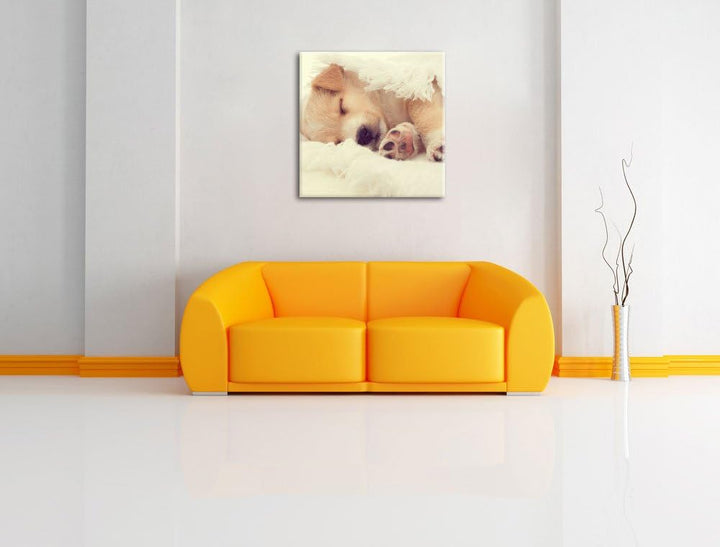kleiner schlafender Welpe, Format: 70x70 auf Leinwand, XXL riesige Bilder fertig gerahmt mit Keilrah