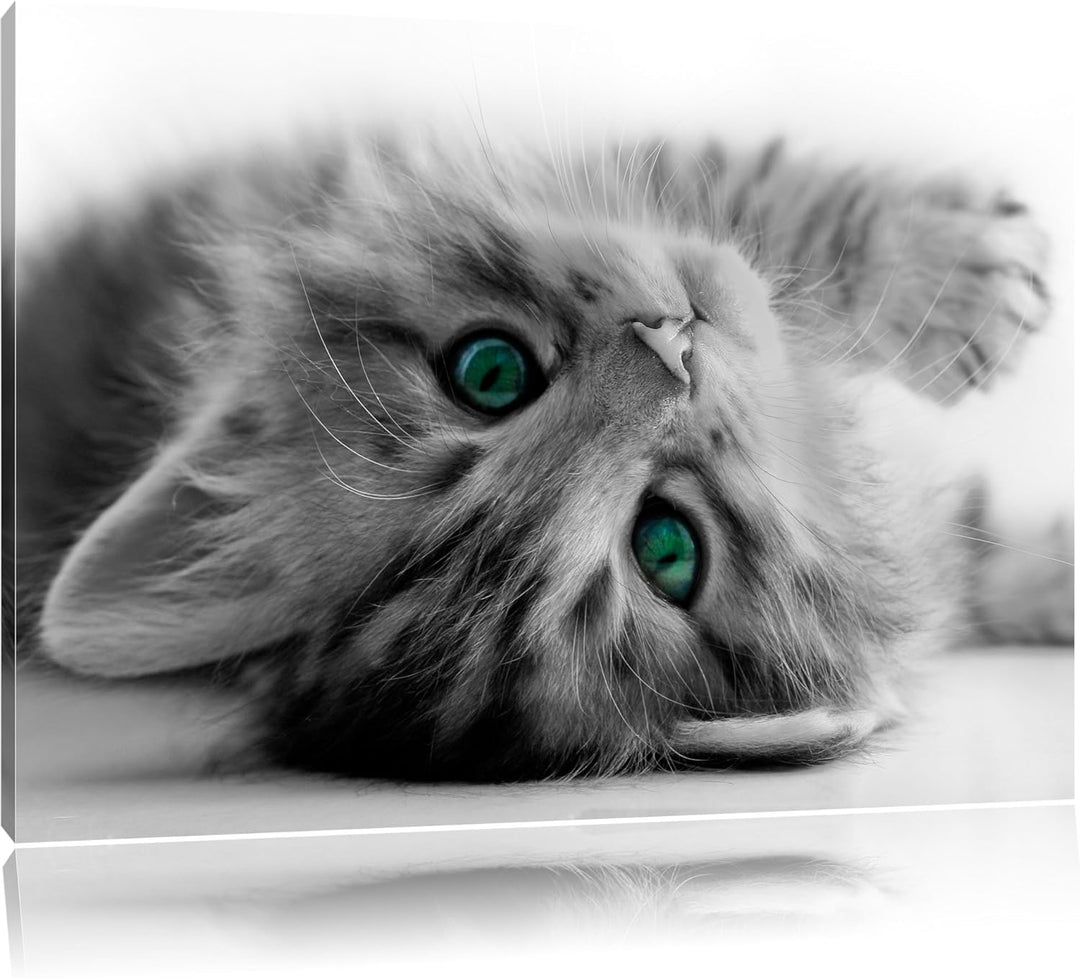 Pixxprint Süsses Katzenbaby als Leinwandbild/Grösse: 100x70 cm/Wandbild/Kunstdruck/fertig bespannt,