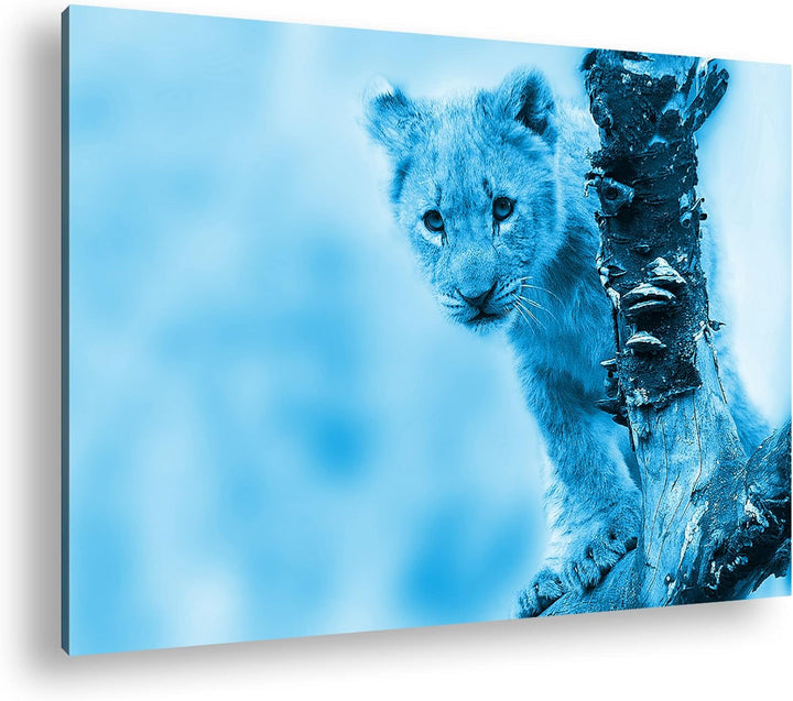niedliches Löwenbaby in der Natur Format 80x60 Effekt: Monocrome Blau als Leinwandbild, Motiv fertig