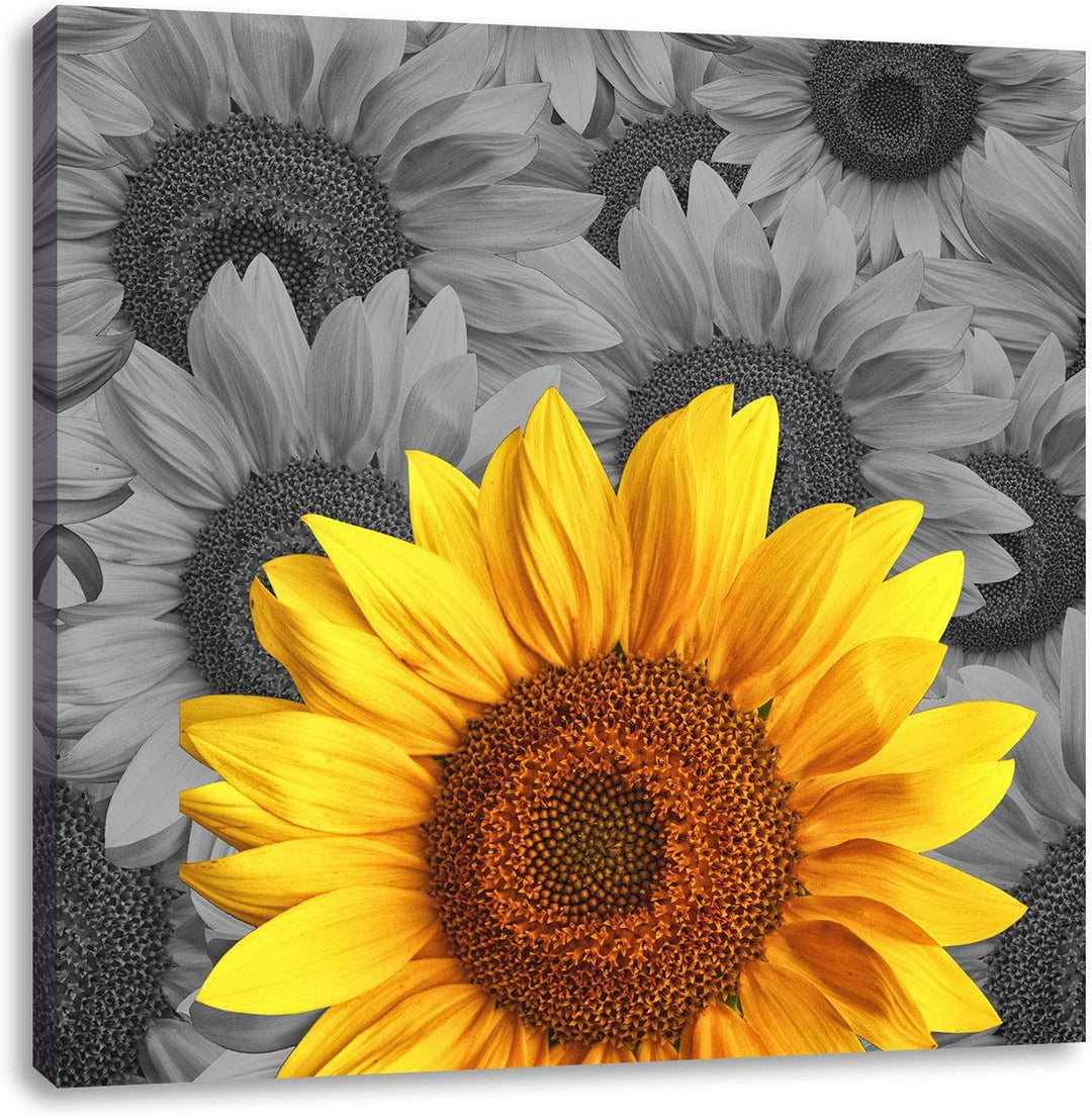 Pixxprint schöne Sonnenblumen als Leinwandbild | Grösse: 70x70 cm | Wandbild | Kunstdruck | fertig b
