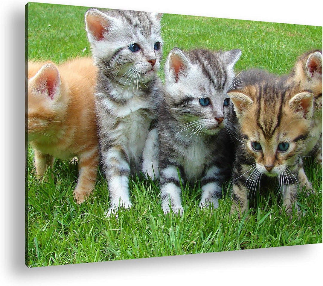 niedliche Katzenbabys auf der Wiese im Format: 100x70 als Leinwandbild, Motiv fertig gerahmt auf Ech