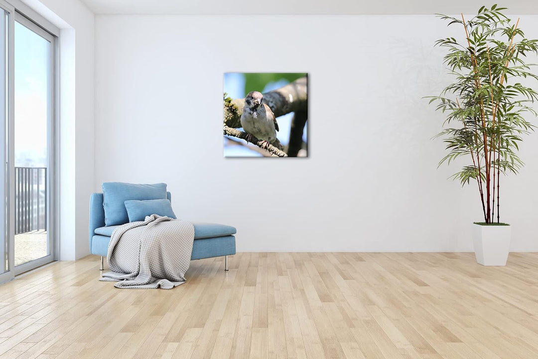 deyoli neugieriger Vogel Format: 70x70 als Leinwandbild, Motiv fertig gerahmt auf Echtholzrahmen, Ho