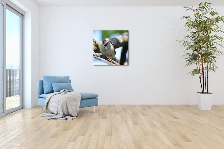 deyoli neugieriger Vogel Format: 70x70 als Leinwandbild, Motiv fertig gerahmt auf Echtholzrahmen, Ho