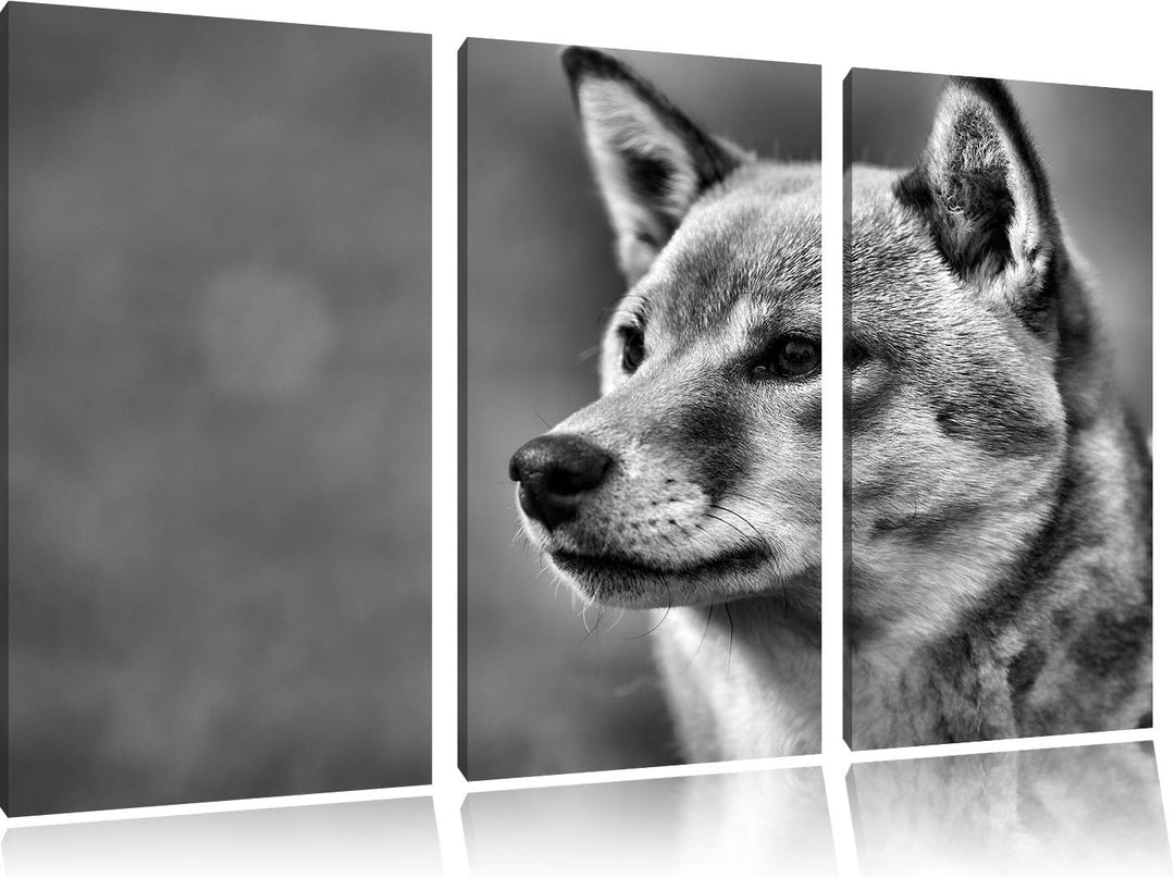 Pixxprint anmutiger Finnen-Spitz im Gras als Leinwandbild/Grösse: 3 Teilig (120x80) cm/Wandbild/Kuns