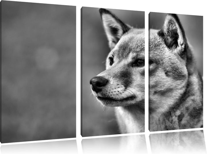 Pixxprint anmutiger Finnen-Spitz im Gras als Leinwandbild/Grösse: 3 Teilig (120x80) cm/Wandbild/Kuns