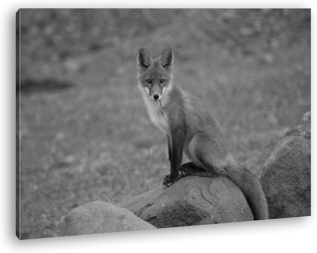 deyoli abwartender Fuchs Effekt: Schwarz/Weiss Format: 80x60 als Leinwandbild, Motiv fertig gerahmt