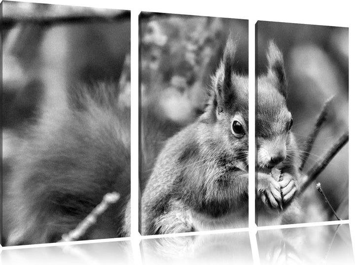 Pixxprint Kleines Eichhörnchen als Leinwandbild | Grösse: 3 Teilig (120x80) | Wandbild| Kunstdruck |