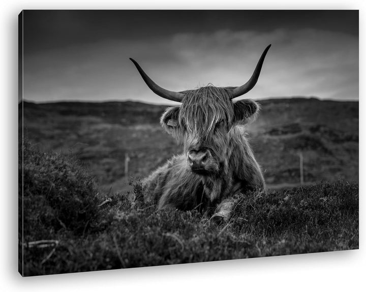 deyoli pelziges Rind auf schottischer Landschaft Effekt: Schwarz/Weiss im Format: 60x40 als Leinwand