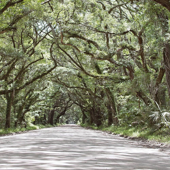 Feeby Deco Panel 5 Teilig Natur Bilder Modern Landschaft Bäume Weg Allee grün 200x100 cm Deco panel