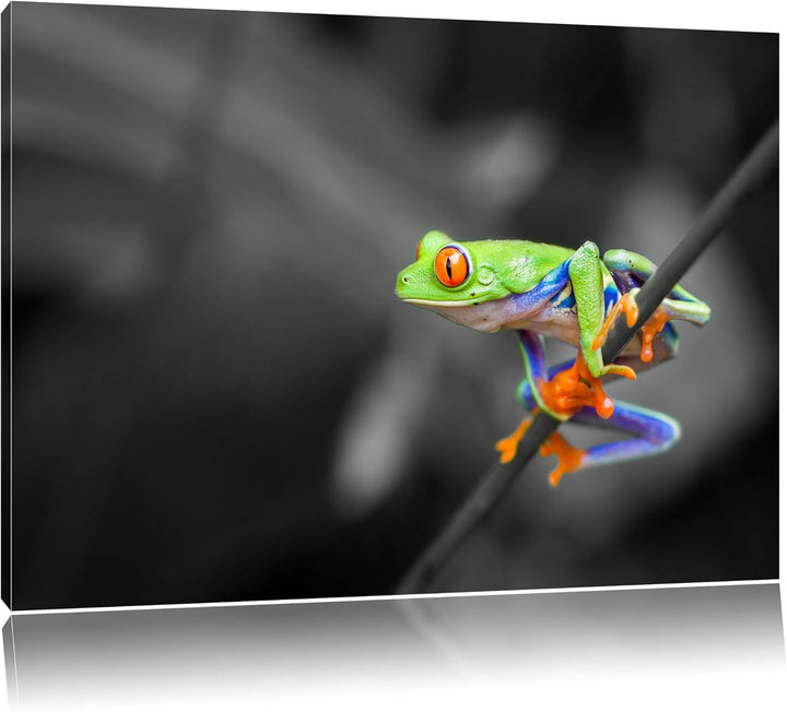 kleiner Frosch auf Zweig schwarz/weiss Format: 100x70 auf Leinwand, XXL riesige Bilder fertig gerahm