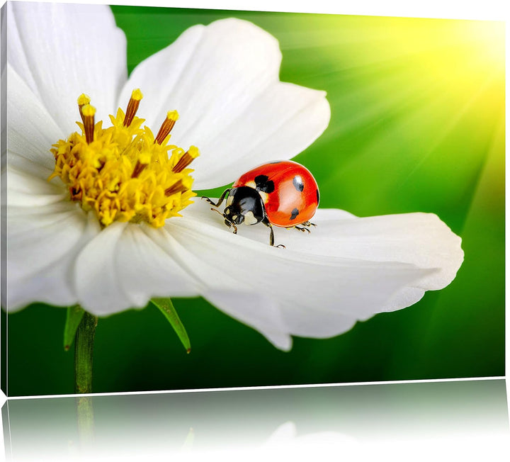 Pixxprint Marienkäfer auf Einer weissen Blume als Leinwandbild/Grösse: 100x70 cm/Wandbild/Kunstdruck